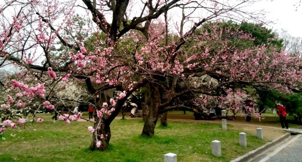 Árvores de sem folhas e cheias de flores em parque de Kyoto